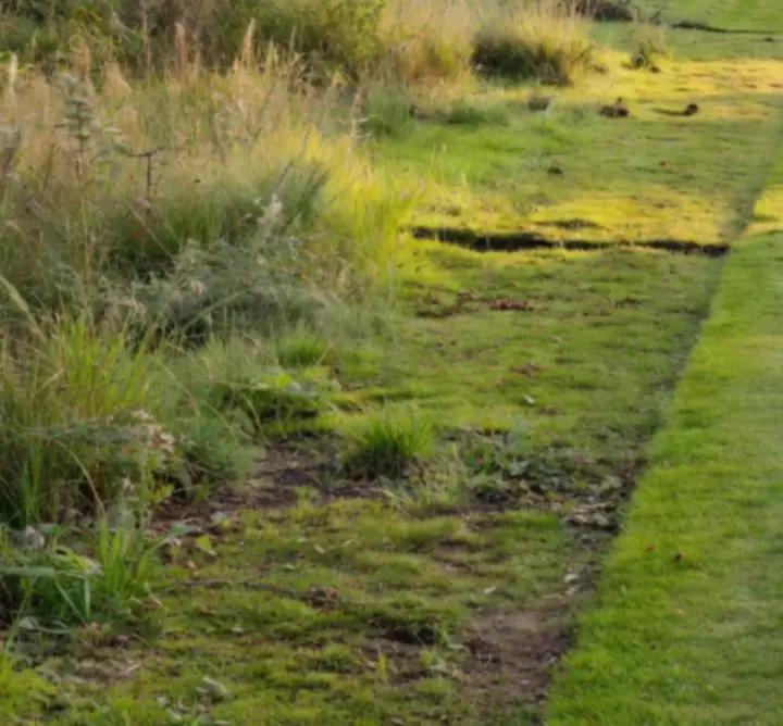 Ogród przed i po profesjonalnej pielęgnacji Vantalis PL